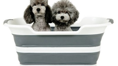 🐶 뽀송이 변신! 강아지목욕탕 후기 & 꿀팁 대방출 (ft. 할인정보)